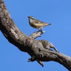 Pardalotus striatus at Wodonga, VIC - 7 Jul 2024 10:37 AM