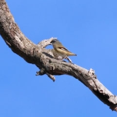 Pardalotus striatus at Wodonga, VIC - 7 Jul 2024 10:37 AM