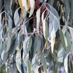 Amyema quandang var. quandang (Grey Mistletoe) at Wodonga, VIC - 7 Jul 2024 by KylieWaldon