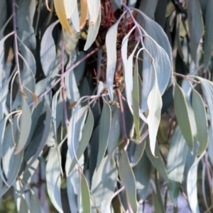 Amyema quandang var. quandang (Grey Mistletoe) at Wodonga, VIC by KylieWaldon