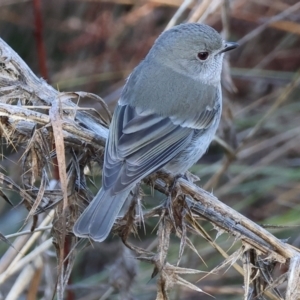 Pachycephala pectoralis at Wodonga, VIC - 7 Jul 2024