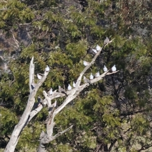 Ocyphaps lophotes at Wodonga, VIC - 7 Jul 2024