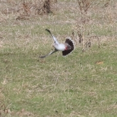 Ocyphaps lophotes at Wodonga, VIC - 7 Jul 2024