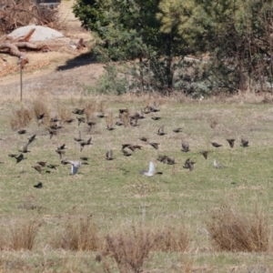 Sturnus vulgaris (Common Starling) at Wodonga, VIC by KylieWaldon