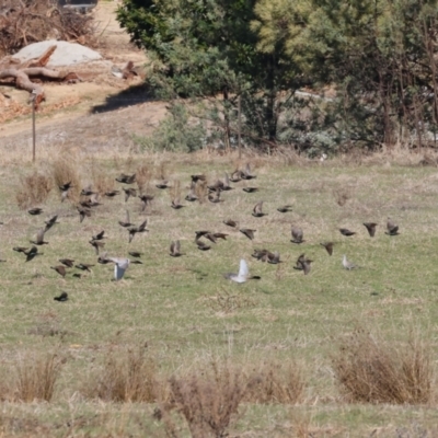 Sturnus vulgaris (Common Starling) at Wodonga, VIC - 7 Jul 2024 by KylieWaldon