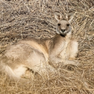 Macropus giganteus at Wodonga, VIC - 7 Jul 2024 10:03 AM