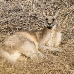 Macropus giganteus (Eastern Grey Kangaroo) at Wodonga, VIC by KylieWaldon