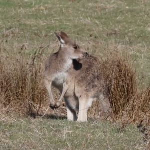 Macropus giganteus at Wodonga, VIC - 7 Jul 2024