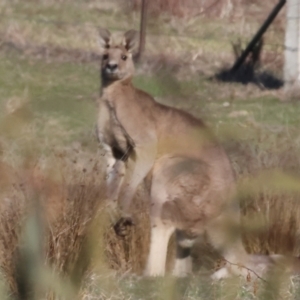 Macropus giganteus at Wodonga, VIC - 7 Jul 2024 10:03 AM