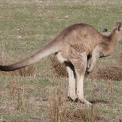 Macropus giganteus at Wodonga, VIC - 7 Jul 2024