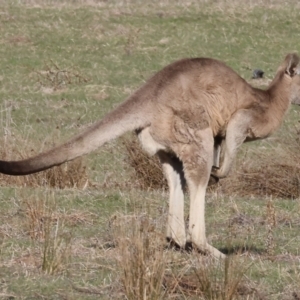 Macropus giganteus at Wodonga, VIC - 7 Jul 2024 10:03 AM