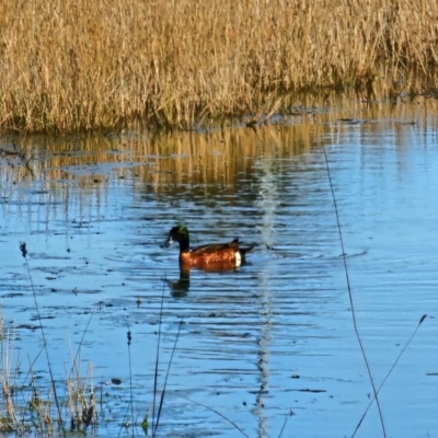 Anas castanea (Chestnut Teal) at Gungahlin, ACT - 13 Jul 2024 by Noddap