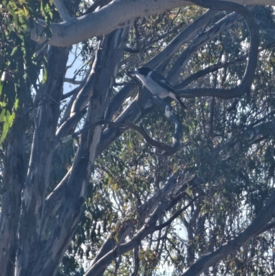 Cracticus torquatus (Grey Butcherbird) at Throsby, ACT - 13 Jul 2024 by Noddap