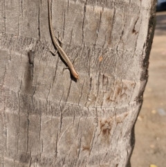 Unidentified Skink at Berrimah, NT - 13 Jul 2024 by AliClaw