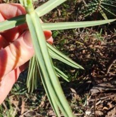 Euphorbia lathyris (Caper Spurge) at Oaks Estate, ACT - 13 Jul 2024 by AlexJ