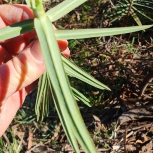 Euphorbia lathyris at Oaks Estate, ACT - 13 Jul 2024