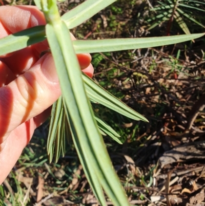 Euphorbia lathyris (Caper Spurge) at Oaks Estate, ACT - 13 Jul 2024 by AlexJ