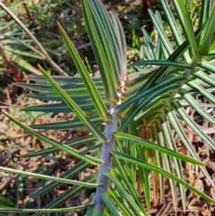 Euphorbia lathyris at Oaks Estate, ACT - 13 Jul 2024