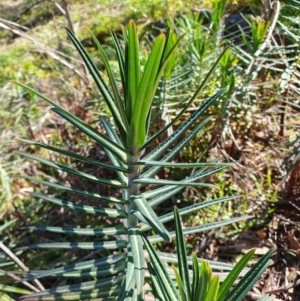 Euphorbia lathyris at Oaks Estate, ACT - 13 Jul 2024