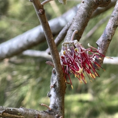 Amyema cambagei (Sheoak Mistletoe) at Wee Jasper, NSW - 13 Jul 2024 by JaneR