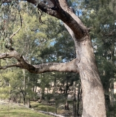 Eucalyptus bridgesiana (Apple Box) at Wee Jasper, NSW - 13 Jul 2024 by JaneR