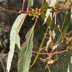 Eucalyptus bridgesiana at Wee Jasper, NSW - 13 Jul 2024