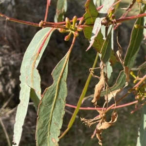 Eucalyptus bridgesiana at Wee Jasper, NSW - 13 Jul 2024