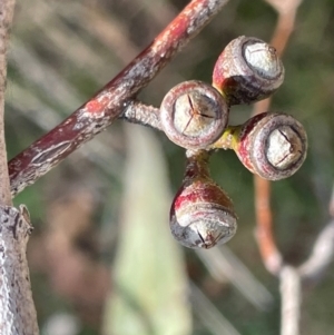 Eucalyptus bridgesiana at Wee Jasper, NSW - 13 Jul 2024