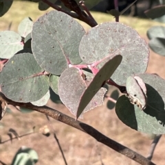 Eucalyptus bridgesiana at Wee Jasper, NSW - 13 Jul 2024