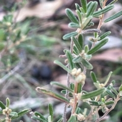 Pomaderris angustifolia (Pomaderris) at Wee Jasper, NSW - 13 Jul 2024 by JaneR