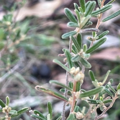 Pomaderris angustifolia (Pomaderris) at Wee Jasper, NSW - 13 Jul 2024 by JaneR