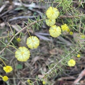 Acacia ulicifolia at Wee Jasper, NSW - 13 Jul 2024