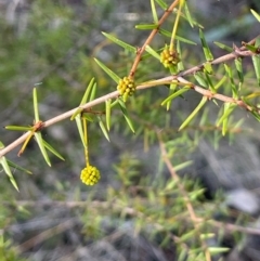 Acacia ulicifolia at Wee Jasper, NSW - 13 Jul 2024