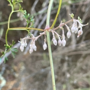 Clematis leptophylla at Wee Jasper, NSW - 13 Jul 2024