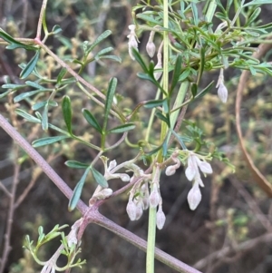 Clematis leptophylla at Wee Jasper, NSW - 13 Jul 2024 03:33 PM