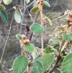 Pomaderris eriocephala (Woolly-head Pomaderris) at Wee Jasper, NSW - 13 Jul 2024 by JaneR