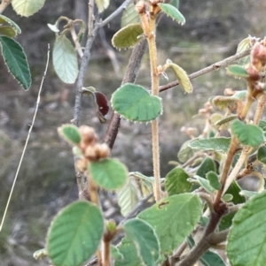 Pomaderris eriocephala at Wee Jasper, NSW - 13 Jul 2024