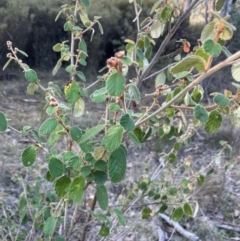 Pomaderris eriocephala at Wee Jasper, NSW - 13 Jul 2024