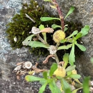 Centipeda cunninghamii at Wee Jasper, NSW - 13 Jul 2024