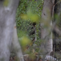 Wallabia bicolor (Swamp Wallaby) at Greenleigh, NSW - 8 Jul 2024 by LyndalT
