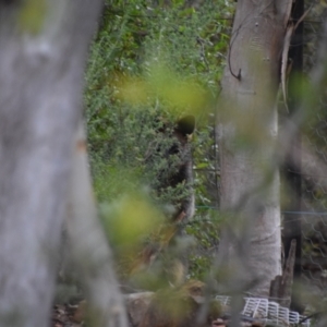 Wallabia bicolor at Greenleigh, NSW - 8 Jul 2024