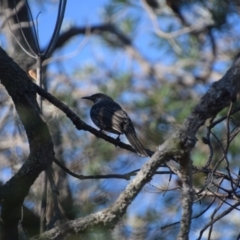 Anthochaera chrysoptera at Guerilla Bay, NSW - 12 Jul 2024