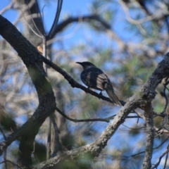 Anthochaera chrysoptera at Guerilla Bay, NSW - 12 Jul 2024