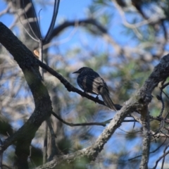 Anthochaera chrysoptera at Guerilla Bay, NSW - 12 Jul 2024