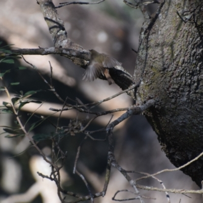 Acanthiza pusilla (Brown Thornbill) at Guerilla Bay, NSW - 12 Jul 2024 by LyndalT