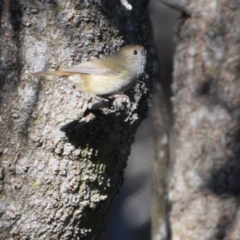 Acanthiza pusilla at Guerilla Bay, NSW - 12 Jul 2024