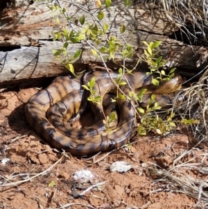 Unidentified at suppressed - 5 Jul 2024