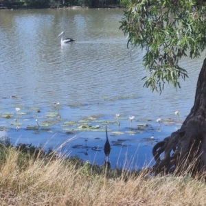 Ardea pacifica (White-necked Heron) at Ballaroo, QLD by AliClaw