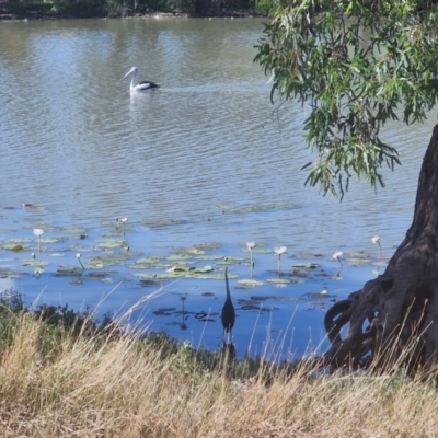 Ardea pacifica (White-necked Heron) at Ballaroo, QLD - 7 Jul 2024 by AliClaw