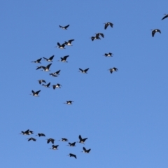 Threskiornis spinicollis (Straw-necked Ibis) at Jerrabomberra, NSW - 13 Jul 2024 by RodDeb